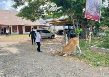 Lagi! Sapi Liar Diamankan Satpol PP dan WH Aceh Besar