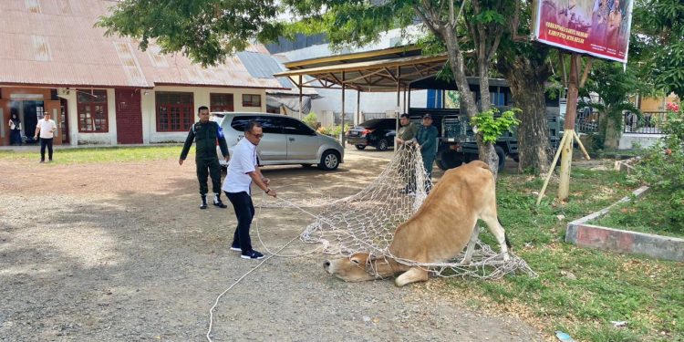 Lagi! Sapi Liar Diamankan Satpol PP dan WH Aceh Besar
