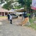 Lagi! Sapi Liar Diamankan Satpol PP dan WH Aceh Besar