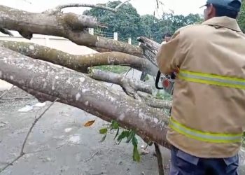 BPBD Aceh Bersihkan Pohon Tumbang di Saree