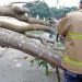 BPBD Aceh Bersihkan Pohon Tumbang di Saree