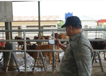 Pj Gubernur Safrizal Tinjau Pusat Pembibitan Sapi Unggul di Indrapuri
