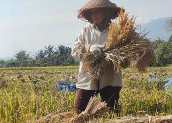 Petani Aceh Besar Keluhkan Harga Gabah Turun