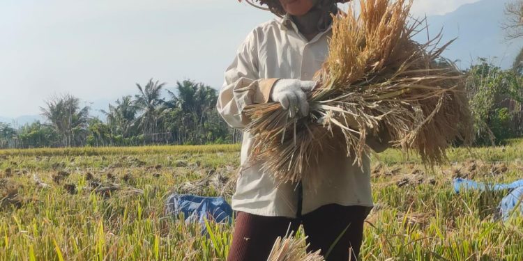 Petani Aceh Besar Keluhkan Harga Gabah Turun