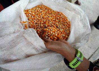 Pemerintah Tetapkan HPP Jagung Rp5.500/Kg, Bulog Siap Serap 1 Juta Ton Panen Raya