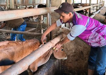 Cegah PMK, Dinas Pertanian Vaksin Ternak di Aceh Besar