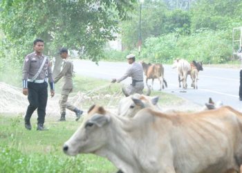 Satpol PP Aceh Besar Tertibkan Ternak Liar di Jalan Lintas Banda Aceh-Meulaboh