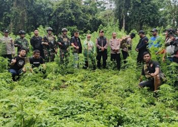 Cegah Penyalahgunaan, Aparat Gabungan Musnahkan Ladang Ganja di Pedalaman Aceh Besar
