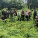 Cegah Penyalahgunaan, Aparat Gabungan Musnahkan Ladang Ganja di Pedalaman Aceh Besar