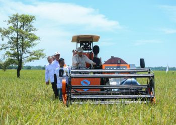 Panen Serentak 14 Provinsi, Produksi Beras Capai Angka Tertinggi dalam Tujuh Tahun