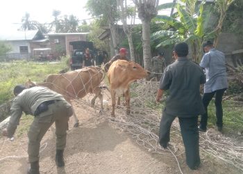 Satpol PP dan WH Aceh Besar Amankan Dua Ekor Sapi Liar di Darul Imarah