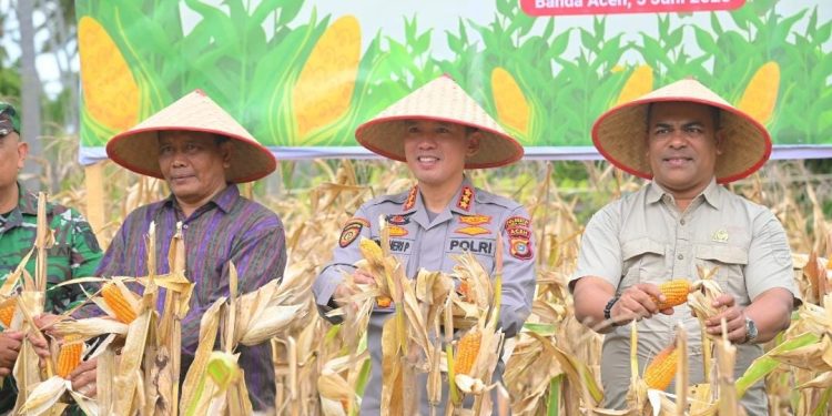 Staf Ahli Hadiri Panen Raya Jagung Kuartal II Serentak