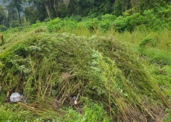 Peran Aktif Bea Cukai Langsa dalam Operasi Pemusnahan 51,75 Hektare Ladang Ganja di Gayo Lues