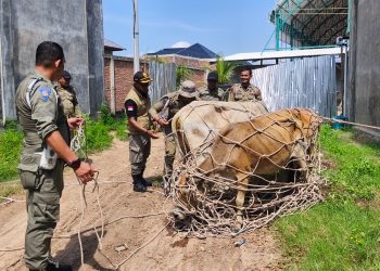 Satpol PP–WH Amankan Sapi Liar, Pemilik Kena Denda Rp300 Ribu per Ekor di Aceh Besar