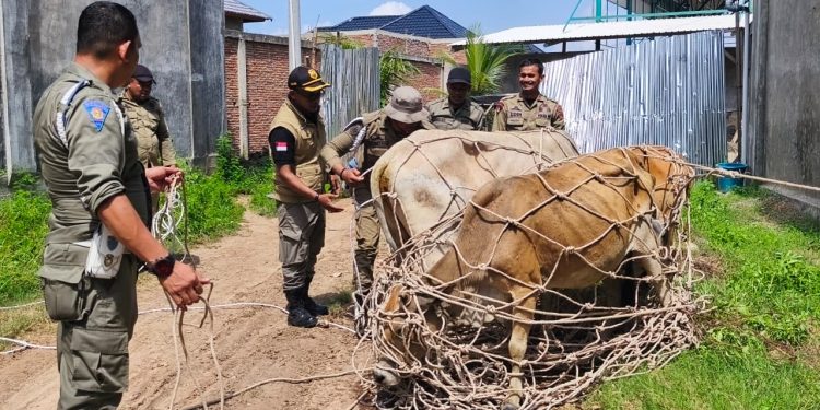 Satpol PP–WH Amankan Sapi Liar, Pemilik Kena Denda Rp300 Ribu per Ekor di Aceh Besar