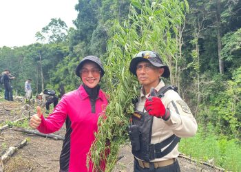 Kapolda Aceh Turun Langsung Musnahkan Ladang Ganja di Lampanah