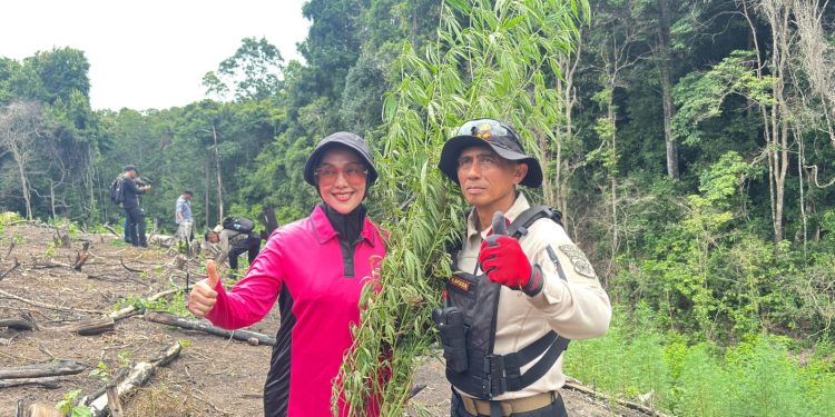 Kapolda Aceh Turun Langsung Musnahkan Ladang Ganja di Lampanah