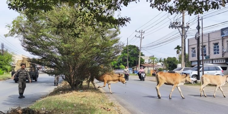 Satpol PP Aceh Besar Ciduk Sapi Liar di Jalan Nasional