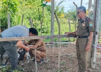 Tak Diambil Pemilik, Kambing Hasil Penertiban Satpol PP Aceh Jaya Dilelang