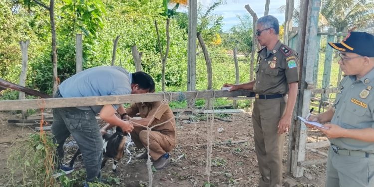 Tak Diambil Pemilik, Kambing Hasil Penertiban Satpol PP Aceh Jaya Dilelang