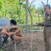 Tak Diambil Pemilik, Kambing Hasil Penertiban Satpol PP Aceh Jaya Dilelang