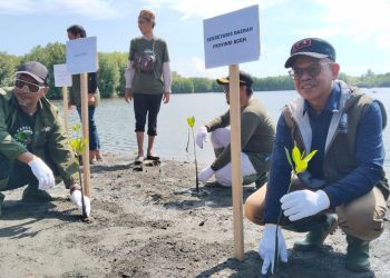 LSM Seulanga Aceh Pimpin Gerakan Tanam 1.000 Mangrove di Pesisir Banda Aceh