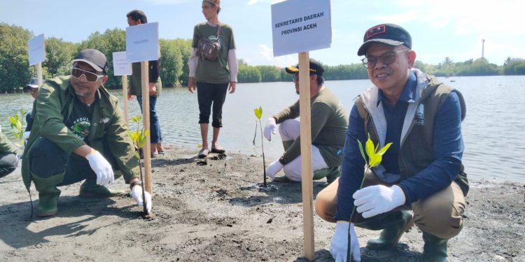 LSM Seulanga Aceh Pimpin Gerakan Tanam 1.000 Mangrove di Pesisir Banda Aceh