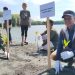 LSM Seulanga Aceh Pimpin Gerakan Tanam 1.000 Mangrove di Pesisir Banda Aceh