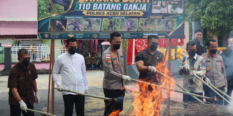 Musnahkan Barang Bukti Ganja, Kapolres Aceh Selatan Tegaskan Komitmen Berantas Narkotika