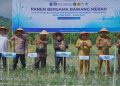 BI Aceh Panen Perdana Bawang Merah di Lahan Pascabanjir Pidie Jaya, Jadi Model Pemulihan Ekonomi Petani