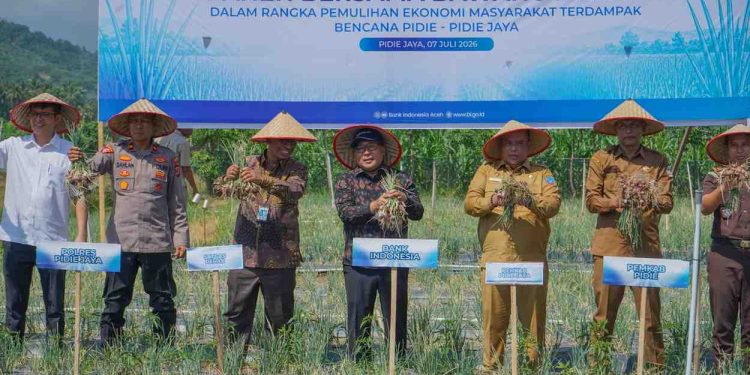 BI Aceh Panen Perdana Bawang Merah di Lahan Pascabanjir Pidie Jaya, Jadi Model Pemulihan Ekonomi Petani