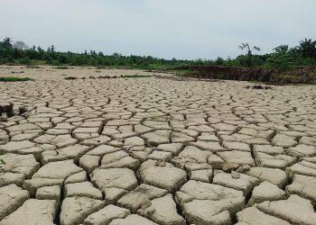 Petani Mengadu, 16.276 Hektare Sawah Rusak Berat Masih Menunggu Rehabilitasi