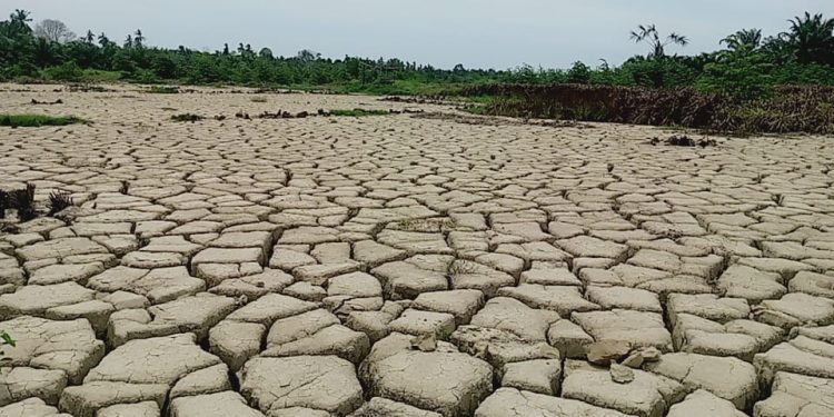 Petani Mengadu, 16.276 Hektare Sawah Rusak Berat Masih Menunggu Rehabilitasi